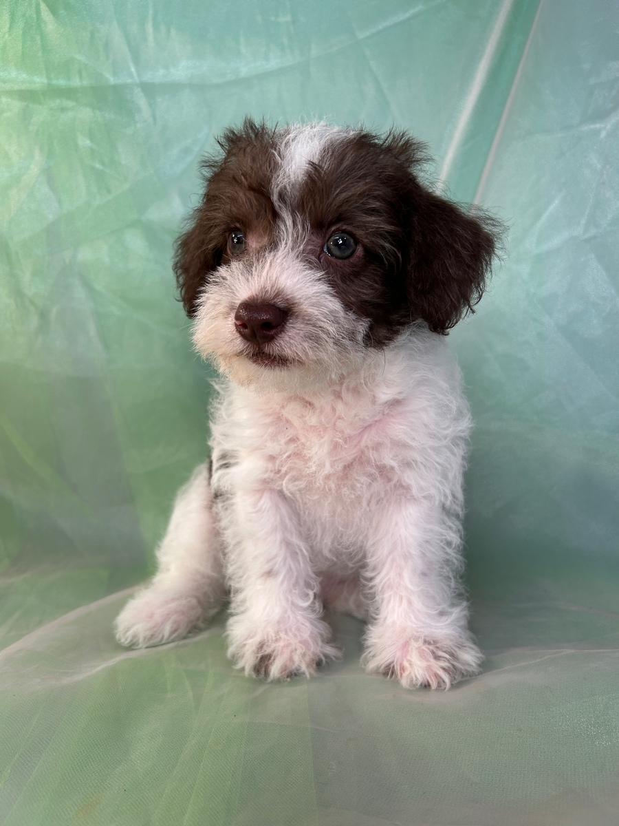 Male F1 Chocolate and White Miniature Schnoodle Pup for Sale DOB 5-20-2023